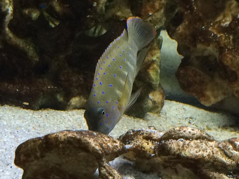 Eretmodus cyanostictus 'Kalambo Lodge'